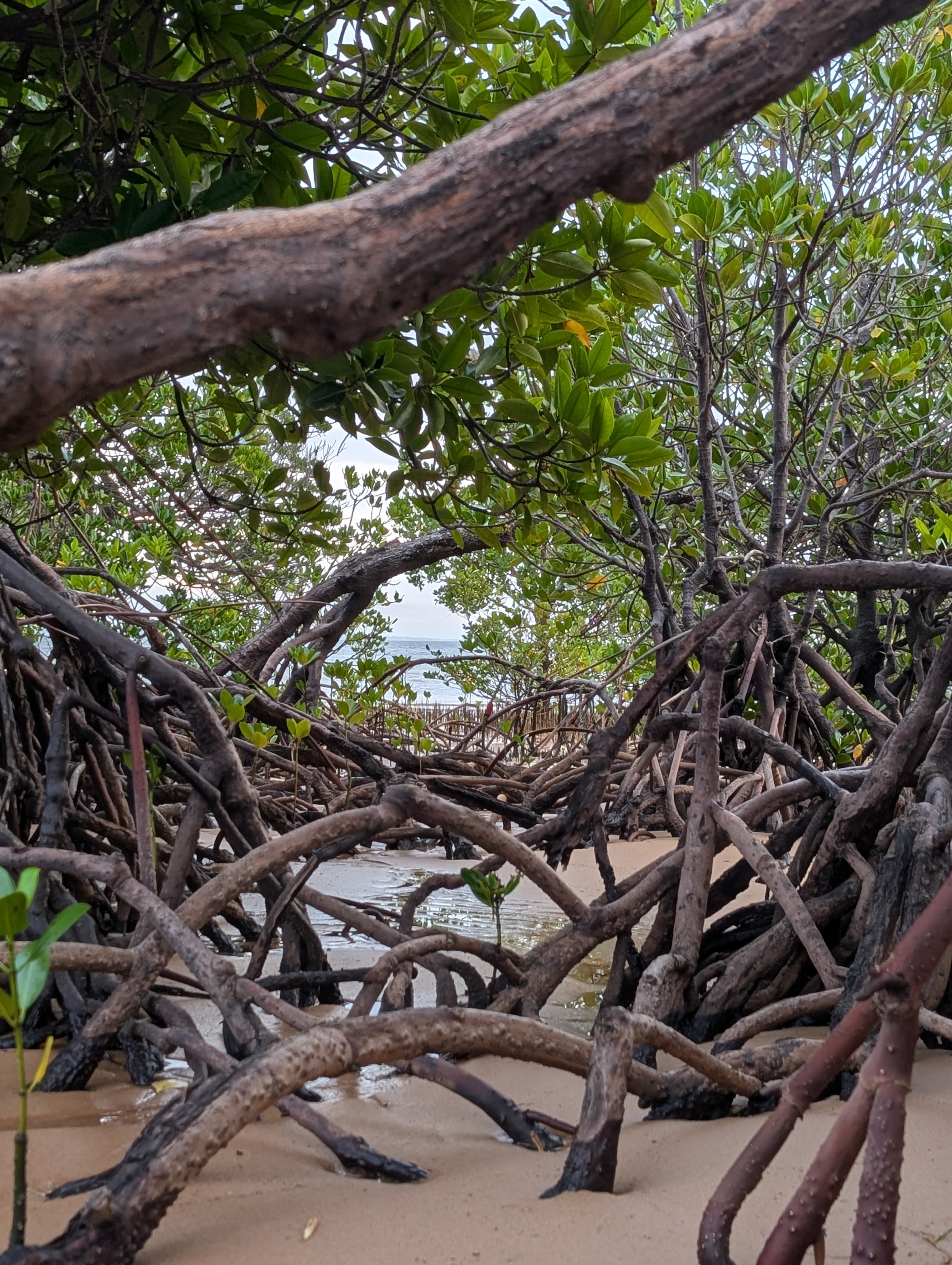 Mangroves Background